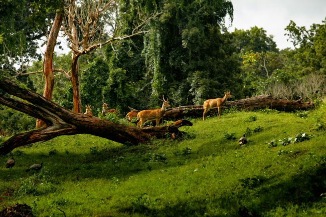Walk through Kalatop Wildlife Sanctuary