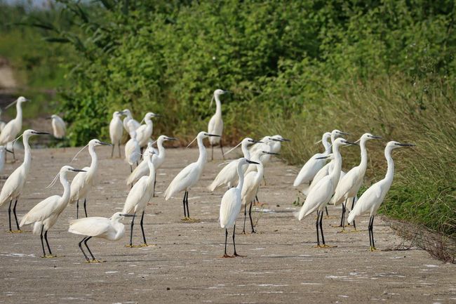 Nalabana Bird Sanctuary