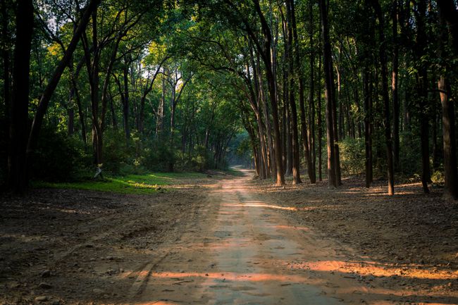 Wildlife Walk in Chail Sanctuary