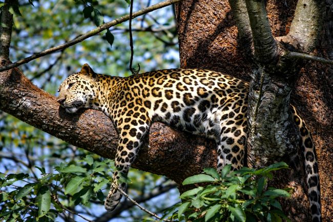 Multiple Day Safari Trip