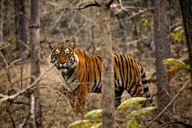 Dudhwa Safari