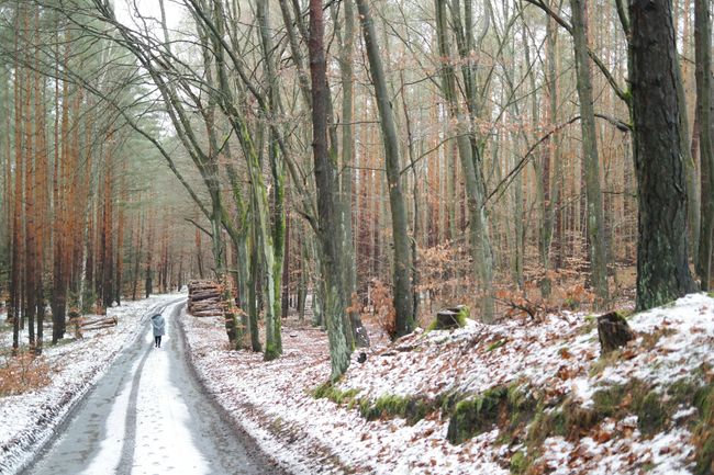 Snow View Forest Walk