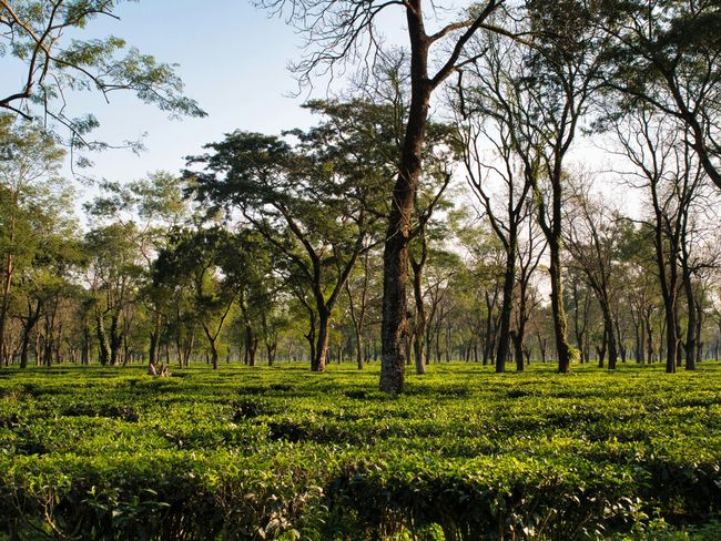 Visit Kausani Tea Estate