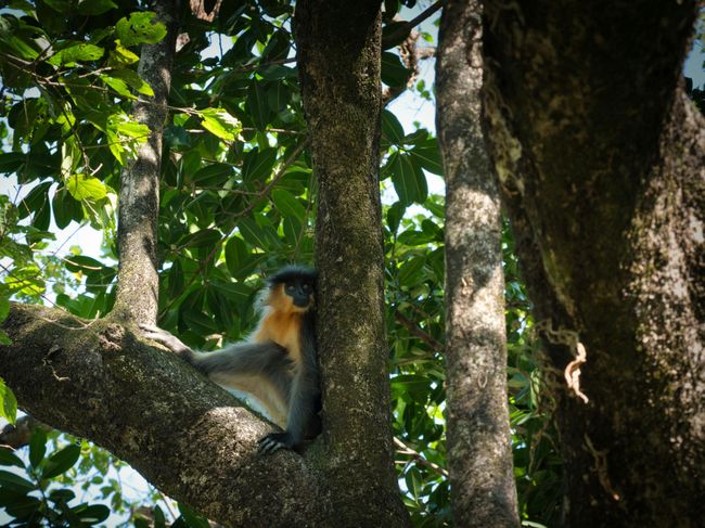Nilgiri Langur Watching