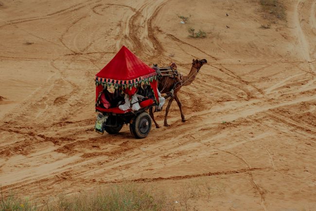 Attend the Pushkar Camel Fair