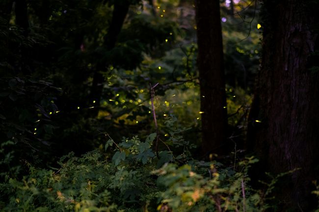 Firefly Camping