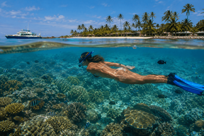 Snorkeling the Superbeast Reef at Musket Cove