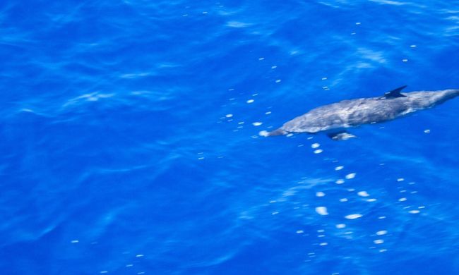 Snorkelling with Dolphin Boat