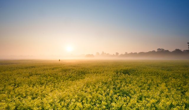 Majuli Island (via Nimatighat ferry) 2