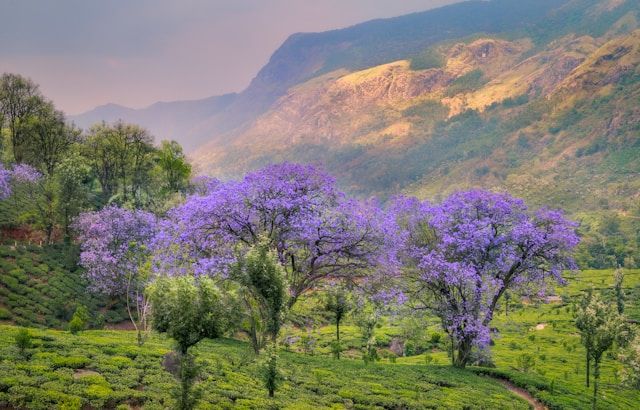 Neelakurinji Bloom Zone