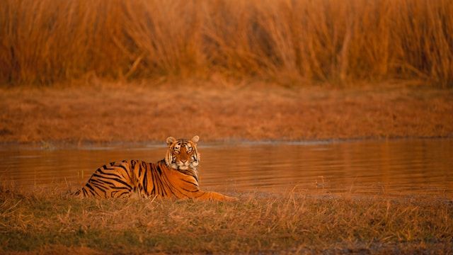 Ranthambore highlight