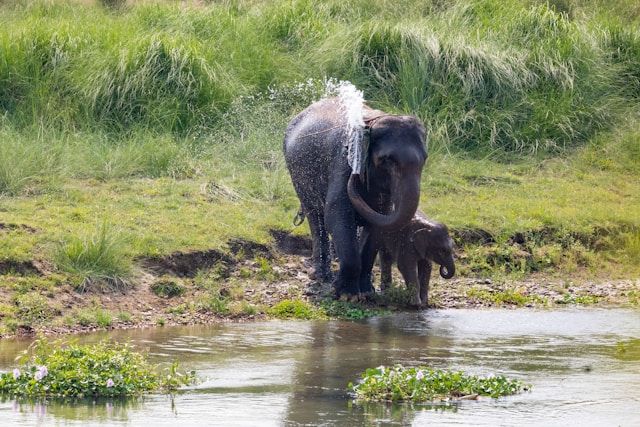 Elephant Bathing Experience