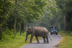 Safari at Mudumalai National Park