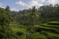 Tegallalang Rice Terraces & Ubud