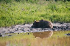 Wayanad Wildlife Sanctuary (Muthanga or Tholpetty Jeep Safari)