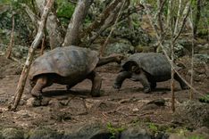 Aldabra Tortoise Encounter