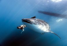 Oslob Whale Shark Watching