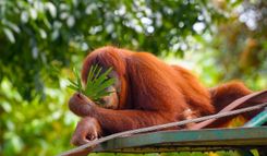 Sepilok Orangutan Sanctuary (Borneo)