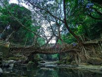Living Root Bridges of Nongriat